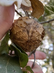 Amphibolips quercuspomiformis