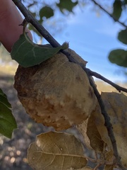 Amphibolips quercuspomiformis