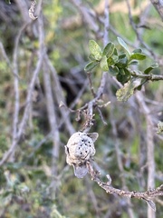 Rhopalomyia californica