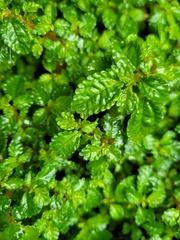 Pilea elliptica