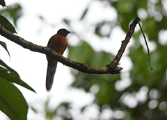 Harpactes duvaucelii