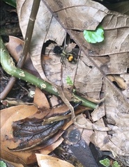 Hoplocrates cephalotes