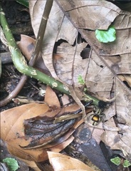 Hoplocrates cephalotes