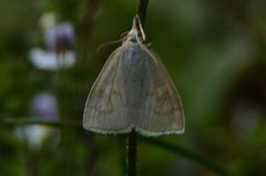 Udea lutealis