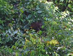 Pongo pygmaeus morio