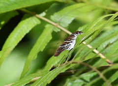 Odontoptilum pygela