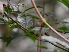 Malacopteron cinereum