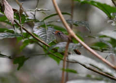 Malacopteron cinereum