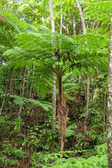 Cyathea arborea