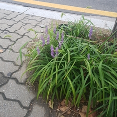 Liriope muscari