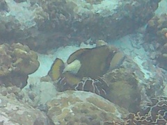 Balistoides viridescens