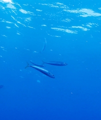 Decapterus macarellus