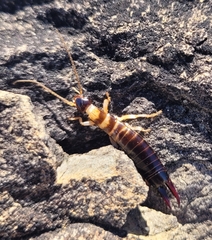 Anisolabis littorea