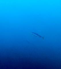 Decapterus macarellus