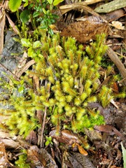 Hypnodendron