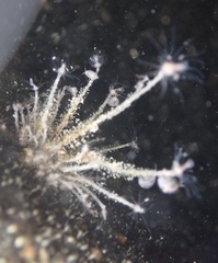 Ectopleura marina