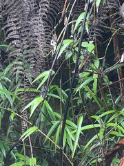 Decaloba