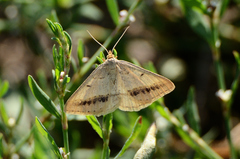 Isturgia arenacearia