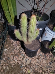 Echinopsis