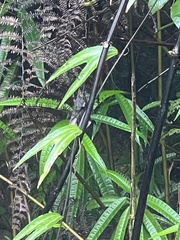 Decaloba