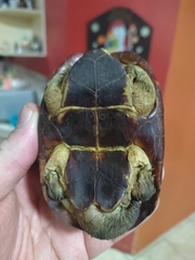 Kinosternon angustipons