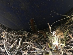 Cormocephalus rubriceps