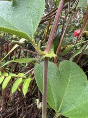 Passiflora manicata