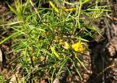 Persoonia juniperina