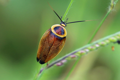 Ellipsidion reticulatum