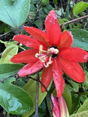 Passiflora manicata