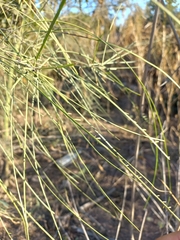 Parkinsonia