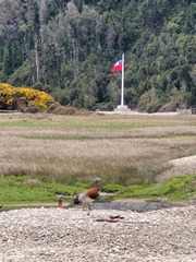 Chloephaga poliocephala