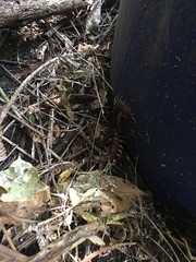 Cormocephalus rubriceps