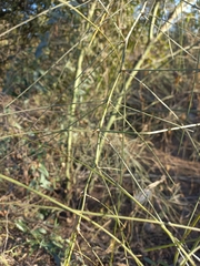 Parkinsonia