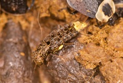 Ontholestes cingulatus