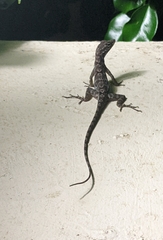 Anolis lineatus