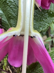 Passiflora coactilis