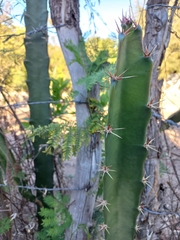 Acanthocereus