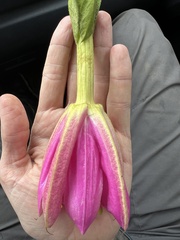 Passiflora coactilis