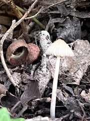 Coprinellus impatiens