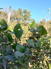 Angiospermae