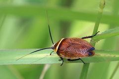 Ellipsidion reticulatum