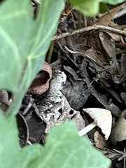 Coprinellus impatiens