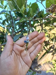 Angiospermae