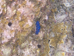 Tridacna crocea