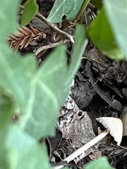 Coprinellus impatiens