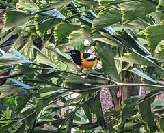 Icterus icterus