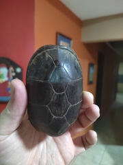 Kinosternon angustipons