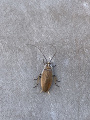 Balta bicolor