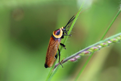 Ellipsidion reticulatum